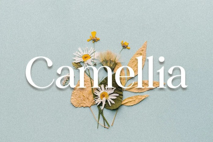 camellia经典简洁衬线英文字体下载插图
