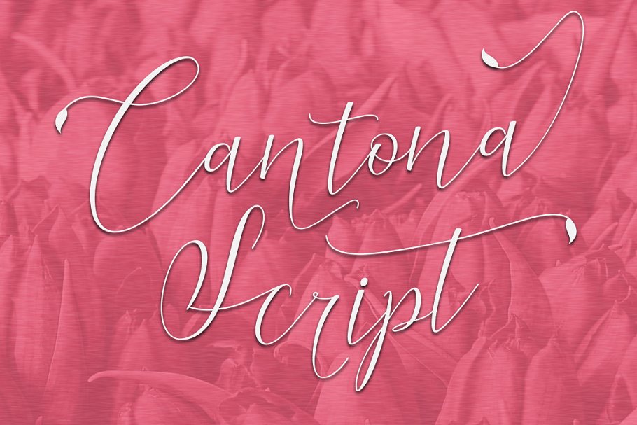 Cantona时尚书法连笔英文字体下载插图